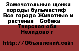 Замечательные щенки породы бульмастиф - Все города Животные и растения » Собаки   . Тверская обл.,Нелидово г.